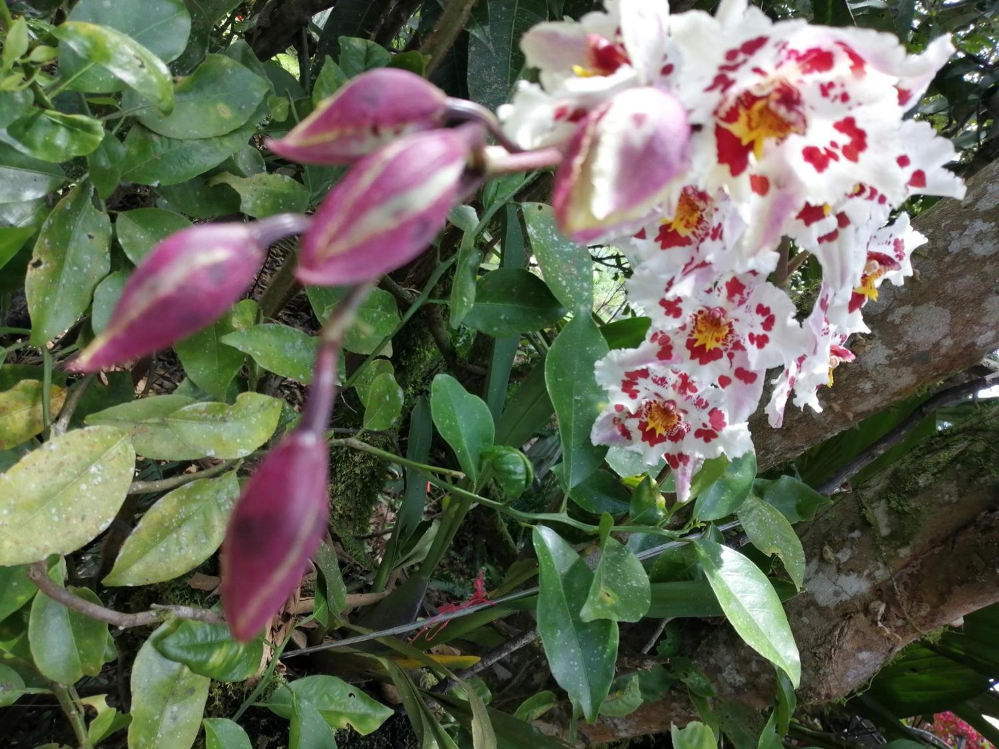 Refugio De Orquideas Villa Oxapampa Exteriör bild