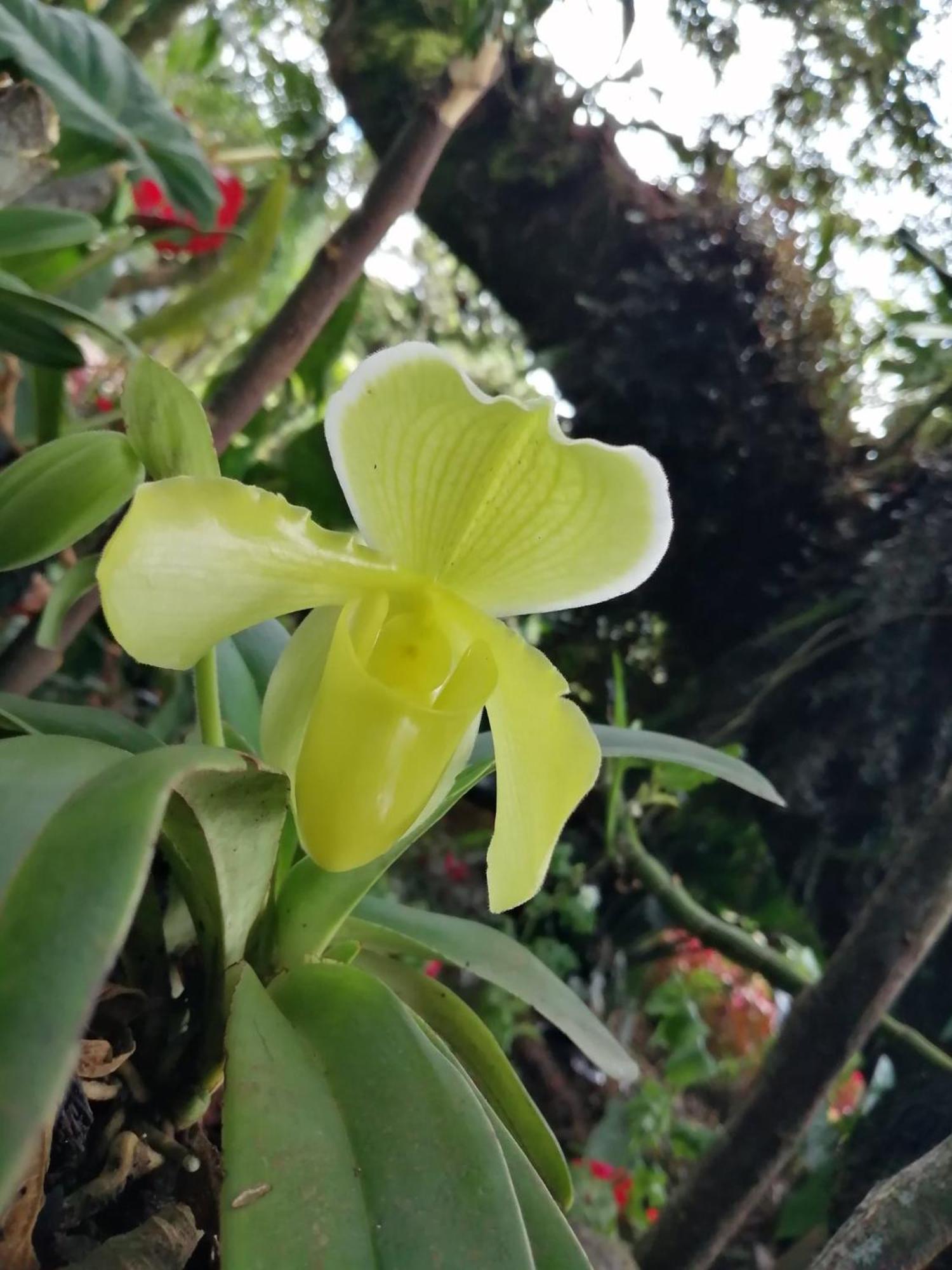Refugio De Orquideas Villa Oxapampa Exteriör bild