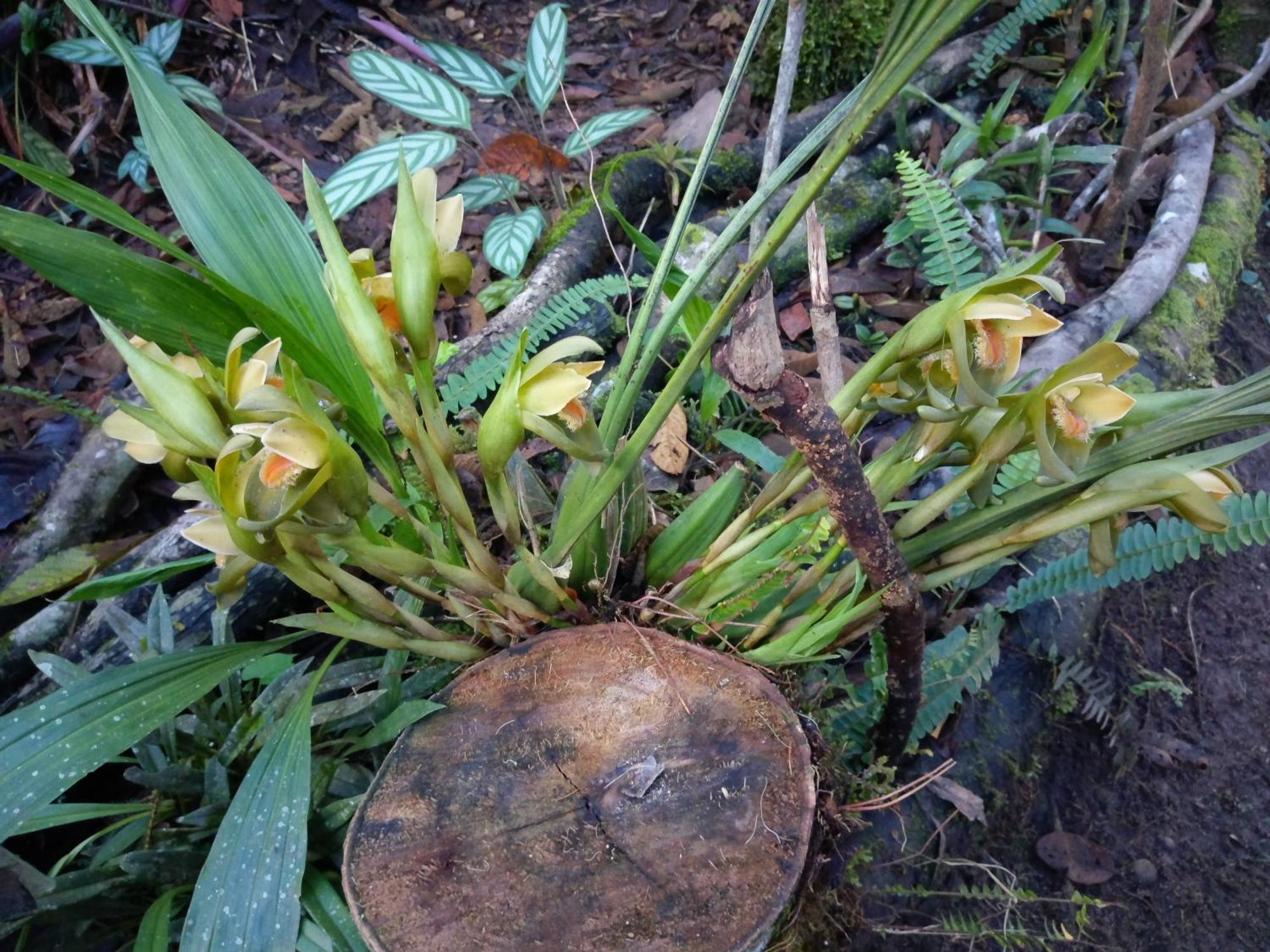 Refugio De Orquideas Villa Oxapampa Exteriör bild