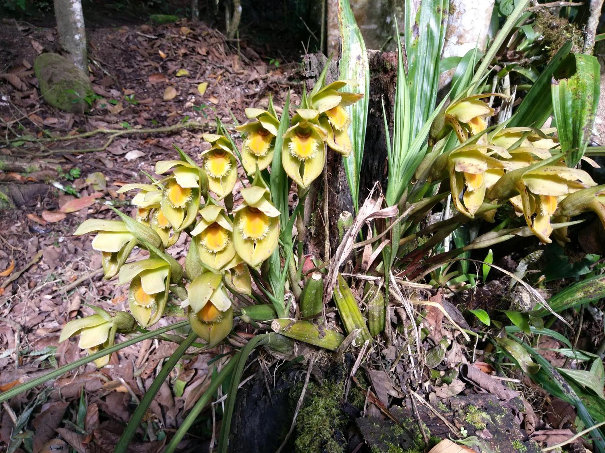Refugio De Orquideas Villa Oxapampa Exteriör bild