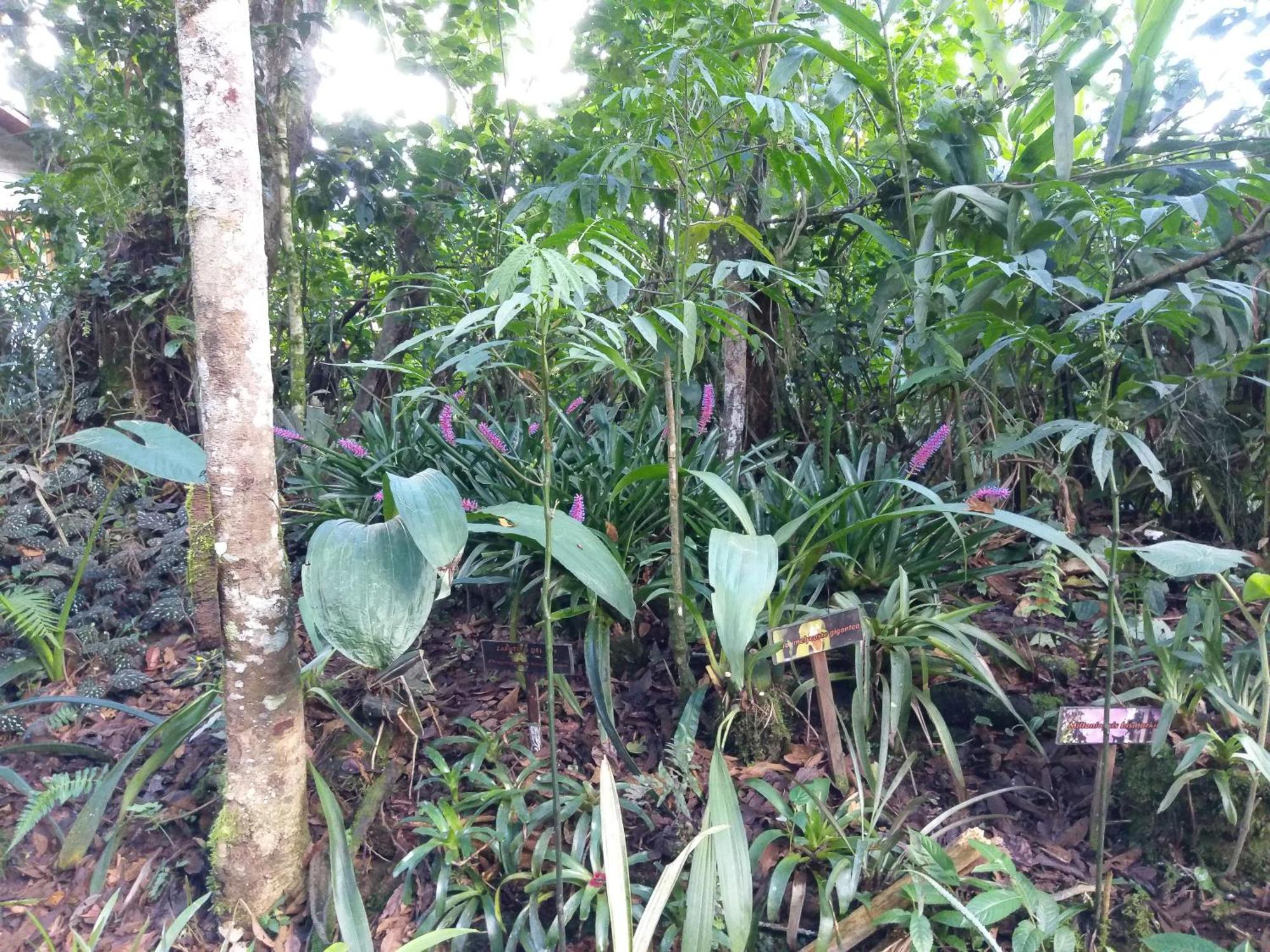 Refugio De Orquideas Villa Oxapampa Exteriör bild