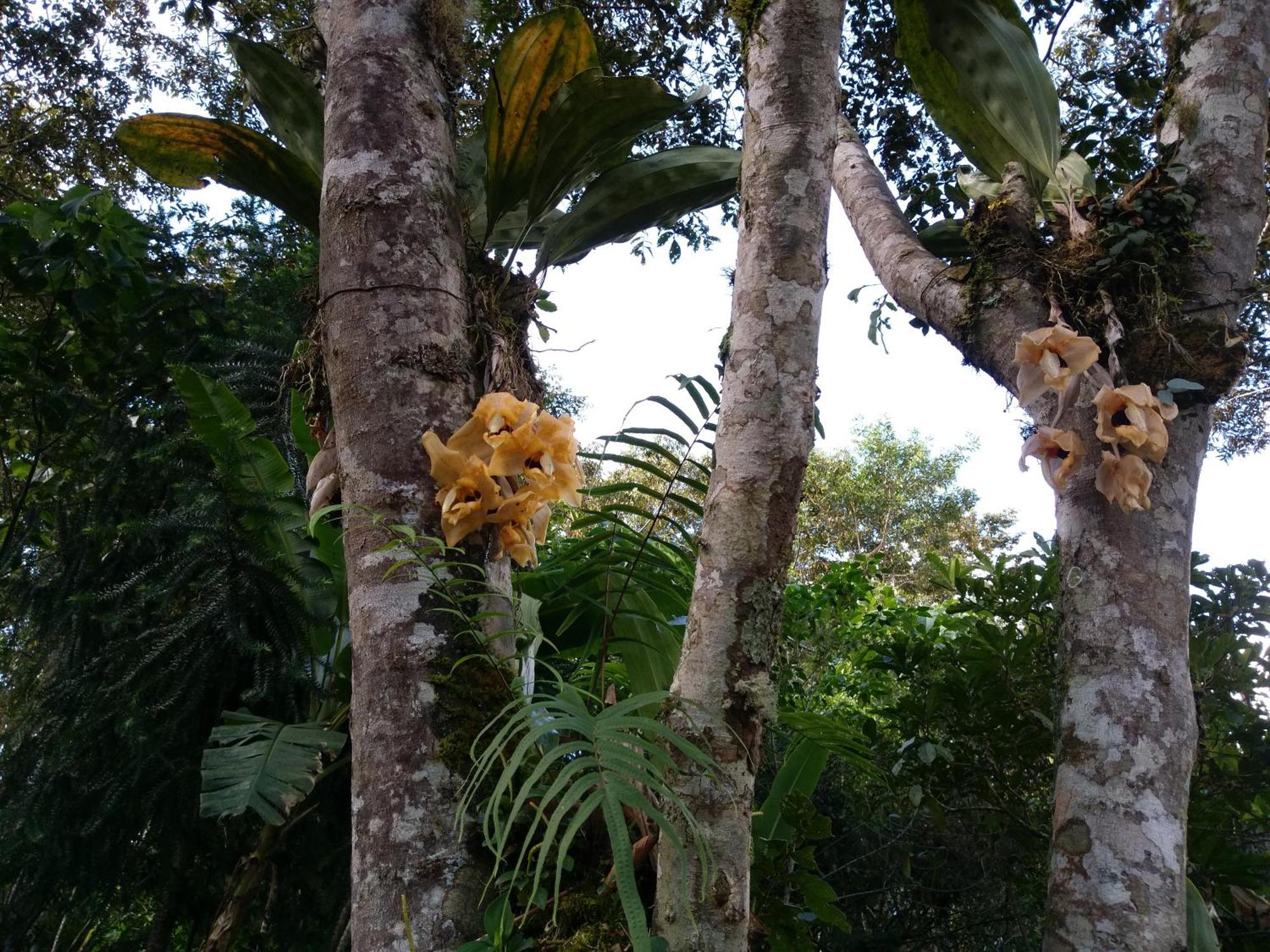Refugio De Orquideas Villa Oxapampa Exteriör bild