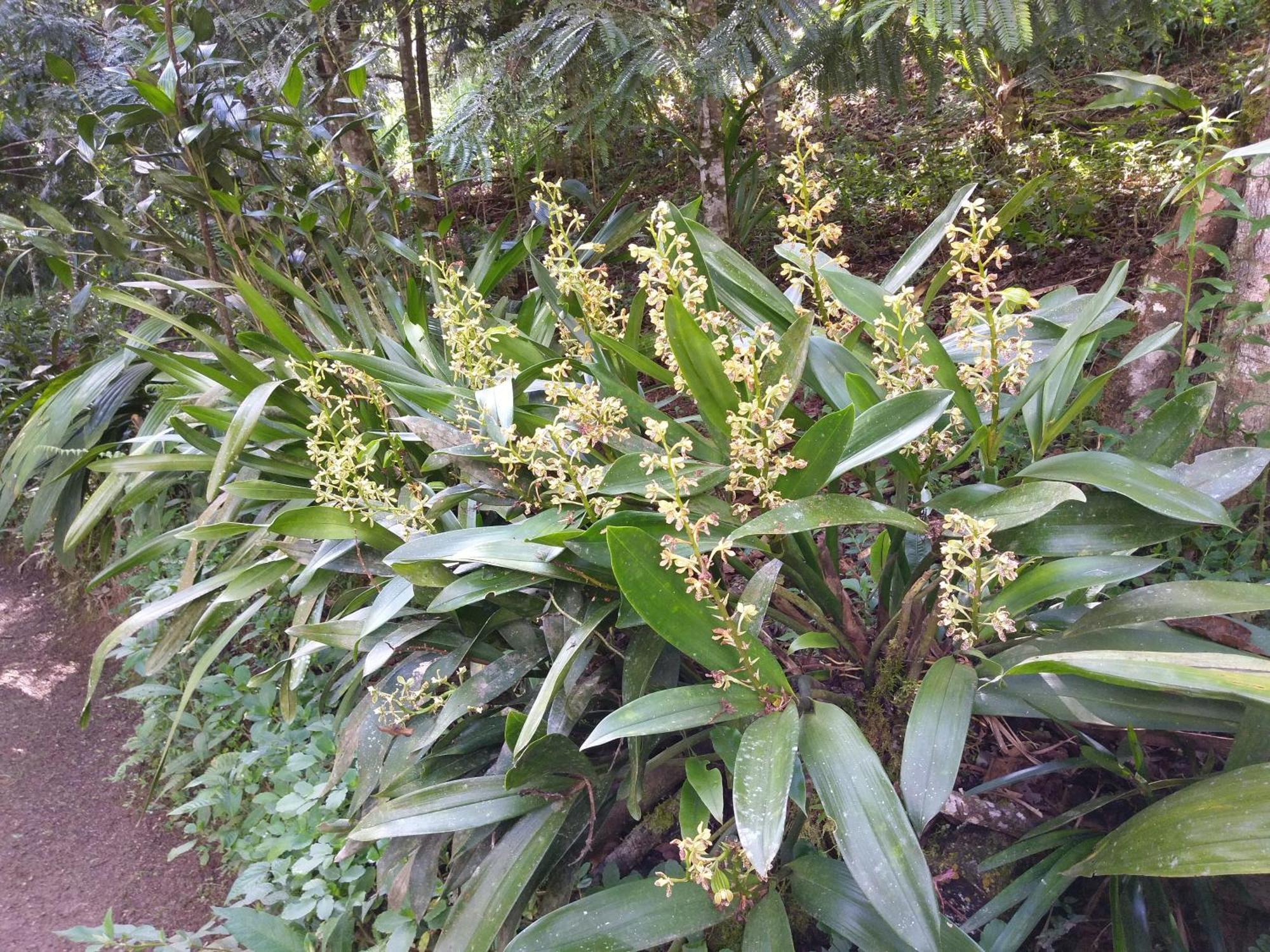 Refugio De Orquideas Villa Oxapampa Exteriör bild