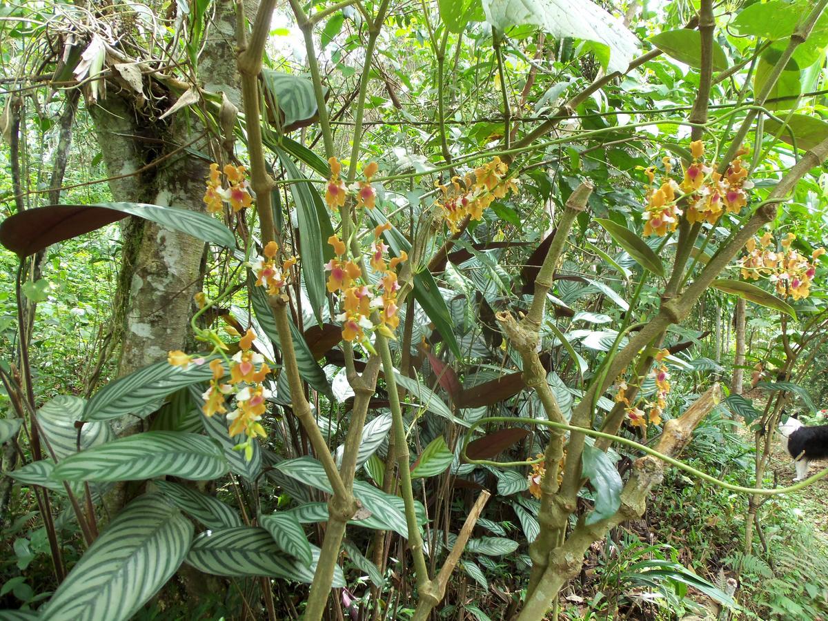 Refugio De Orquideas Villa Oxapampa Exteriör bild