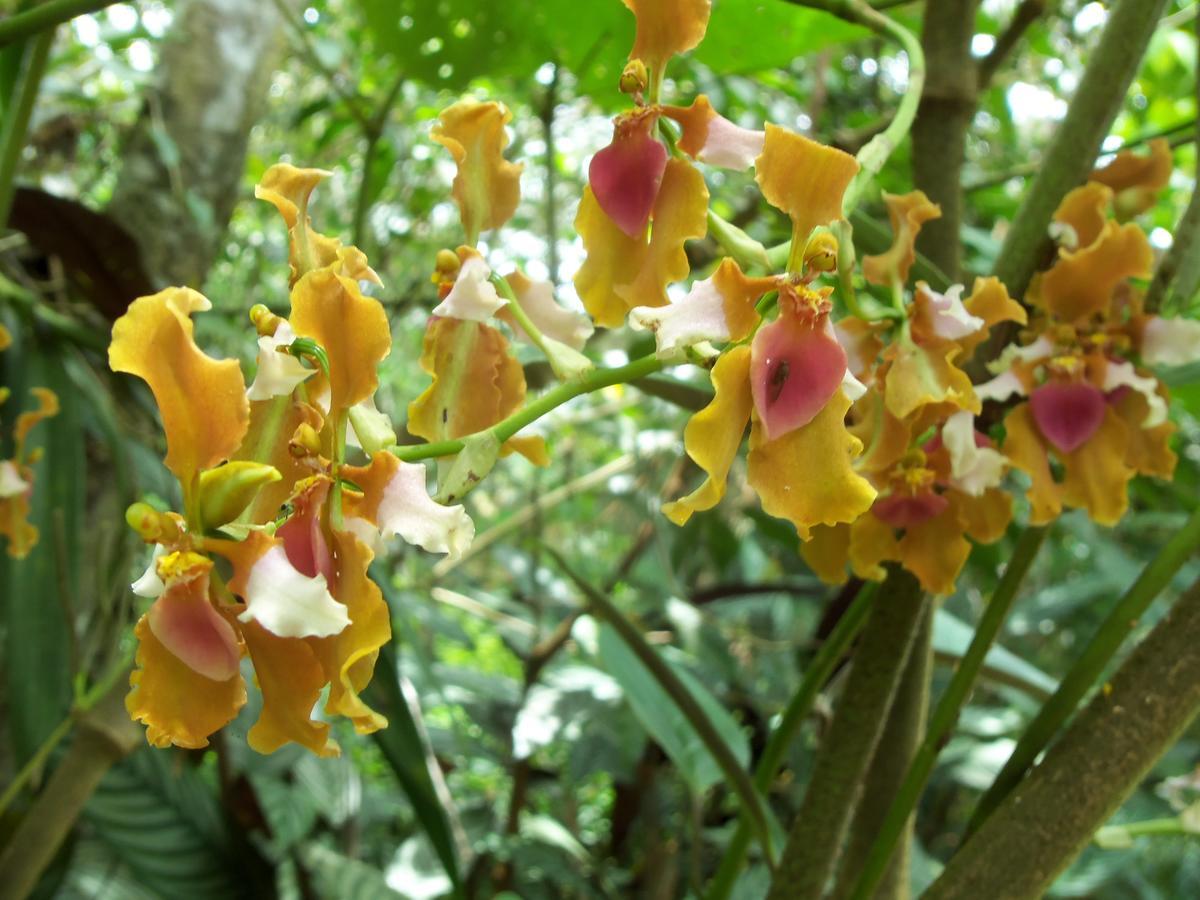 Refugio De Orquideas Villa Oxapampa Exteriör bild