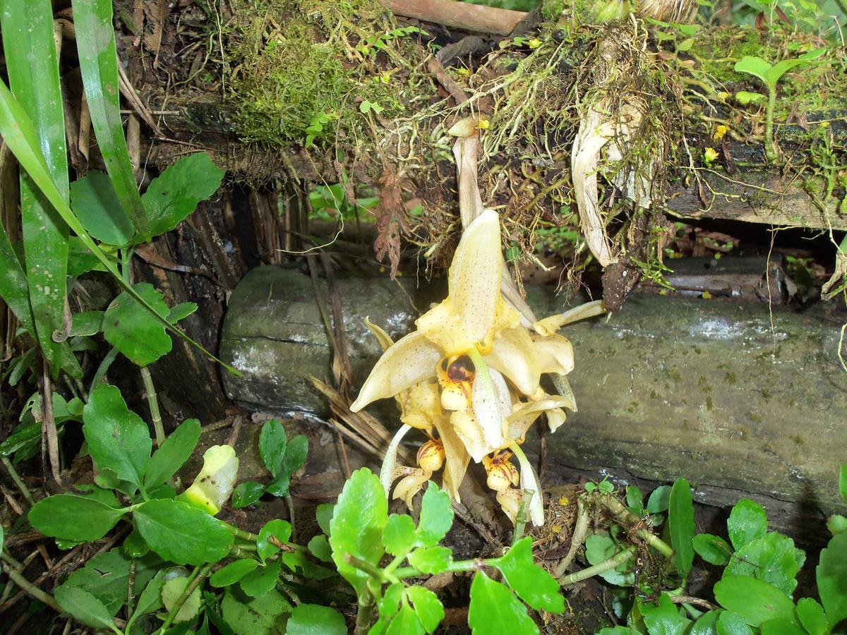 Refugio De Orquideas Villa Oxapampa Exteriör bild